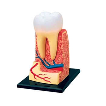 Стоматолог, Обучающая Модель для вскрытия зубов, Модель анатомии зубов, Демонстрационный инструмент для стоматолога и школы